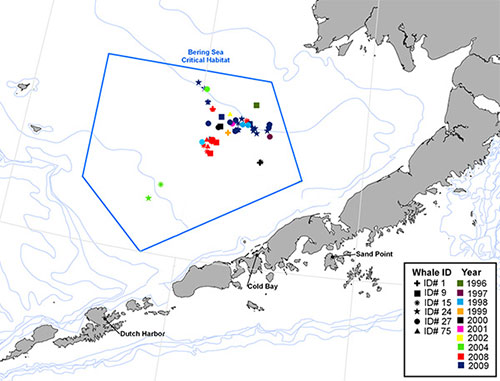 jpg Map shows right whales' heavy use of a critical habitat area from 1996 - 2009 