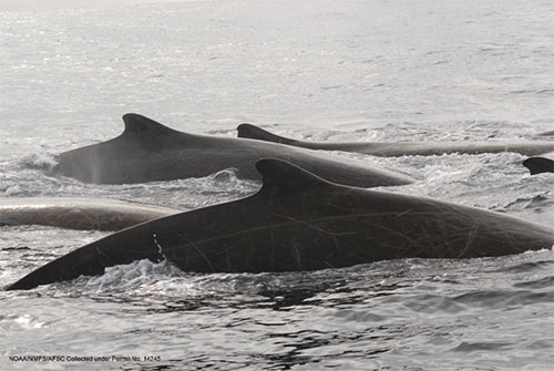 jpg Baird’s beaked whales in the Gulf of Alaska. 