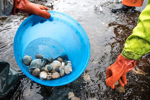 jpg Network will assist safe shellfish harvest in Alaska 