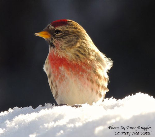 jpg A common redpoll catches some sun in Fairbanks.