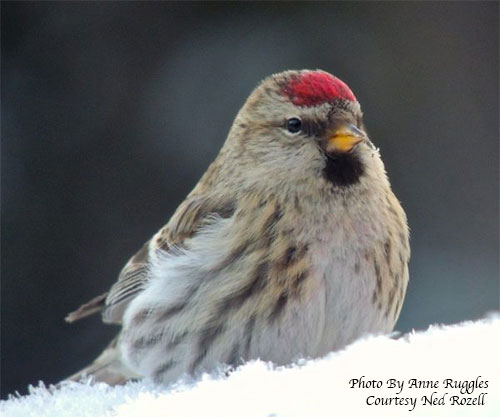 jpg A common redpoll pauses on a winter day in Fairbanks.