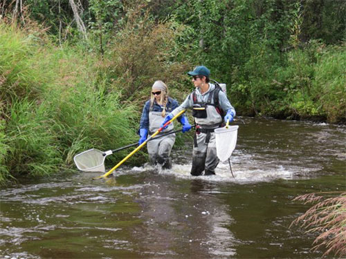 jpg Researchers study how wildfires affect fish habitats