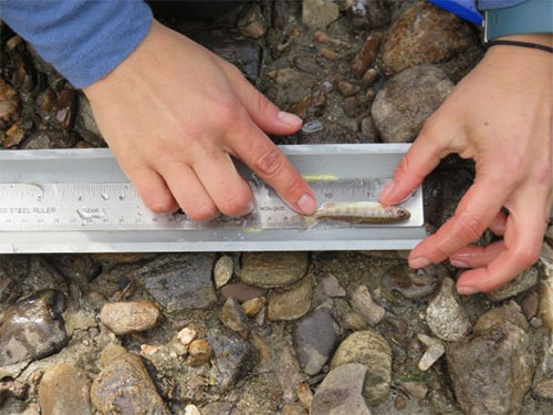 jpg Elizabeth Hinkle measures a small grayling collected in Colorado Creek, which drains into the upper Chena River east of Fairbanks.