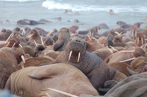 Scientists listen to whales, walruses, and seals in a changing Arctic seascape