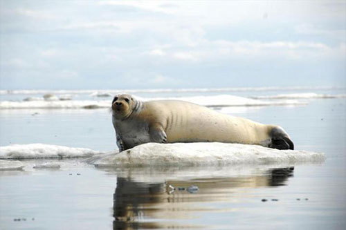 jpg A bearded seal, one of the most vocal of pinnepeds; the male animals emit a distinctive descending "trill" call.