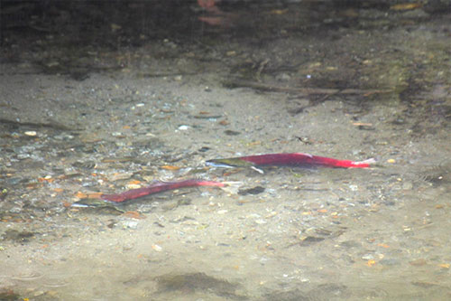 Alaska's national forests contribute 48 million salmon a year to state's fishing industry