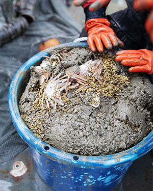 jpg Seafloor trawls allow scientists to quantify the biomass distributions and abundance of species.