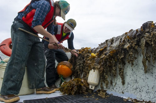 jpg Mariculture Conference Announced, Mariculture for Alaska’s Future: Status, Challenges and Opportunities 