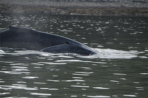 jpg In May 2021, Flame returned to Juneau, Alaska with her calf Bolt.