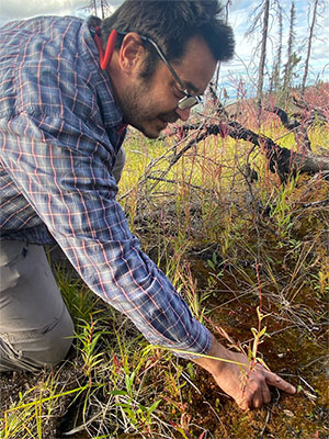 jpg Matt Macander, with Alaska Biological Research, kneels to point at a baby spruce tree growing amidst small shrubs and fireweed three years after the 2019 Shovel Creek Fire burned near Fairbanks, Alaska