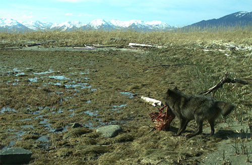 jpg Wolves eliminate deer on Alaskan Island then quickly shift to eating sea otters, research finds 