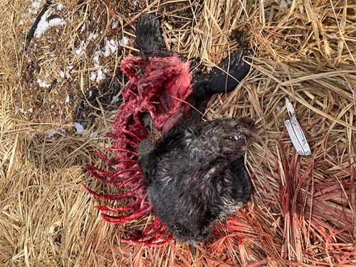 jpg A sea otter carcass at Point Gustavus in Southeast Alaska.