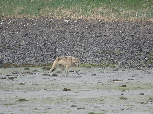 jpg A wolf travelling and foraging in the intertidal zone on Pleasant Island in Alaska (in Hoonah-Angoon Census Area).