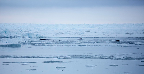 jpg As sea ice declines in the Arctic, bowhead whales are adjusting their migration patterns