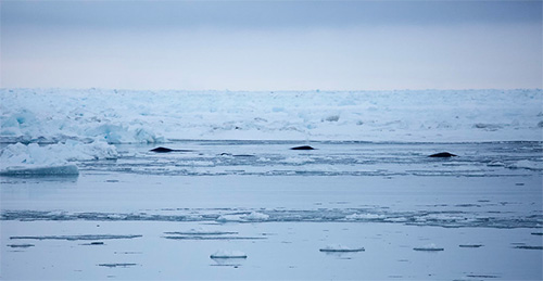 As sea ice declines in the Arctic, bowhead whales are adjusting their migration patterns