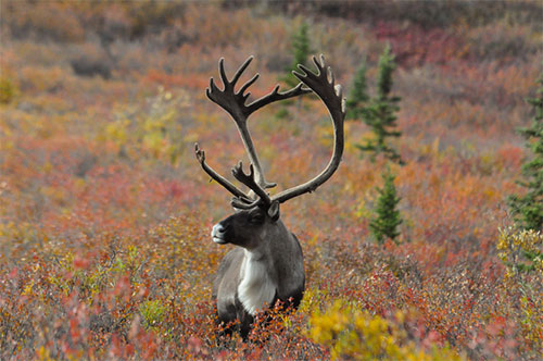 Caribou have been using same Arctic calving grounds for 3,000 years