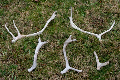 jpg By comparing isotopes in shed antlers to the geology of Alaska, researchers can tell where caribou have spent the year feeding.
