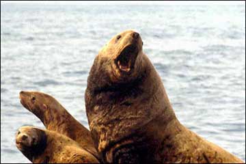 jpg Stellar Sea Lion group