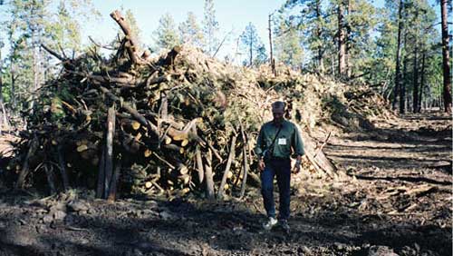 jpg forest residue for bio-fuel