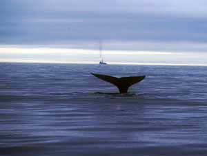 jpg gray whale off Sakhalin Island
