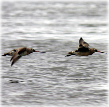 jpg bar-tailed godwits