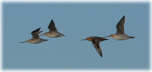 jpg bar-tailed godwits in flight
