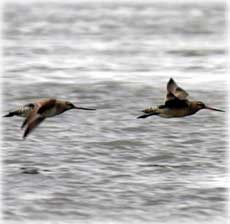 Bar-tailed godwits