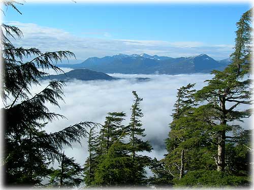 jpg foggy Tongass morning