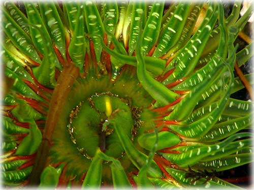 jpg close up of Sea Anenome