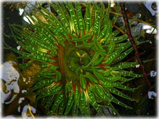 Sea Anenome