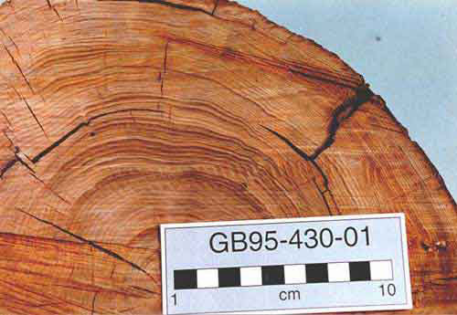 jpg cross section ancient tree stump