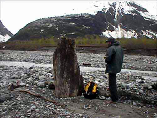 jpg ancient tree stump