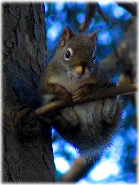 jpg Red Squirrel