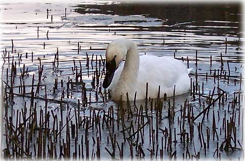 jpg Trumpeter Swan