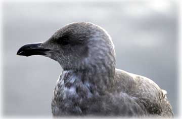 jpg Ketchikan sea gull