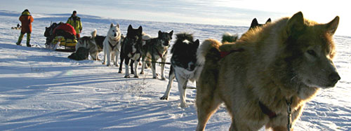 jpg scientists and sled dogs