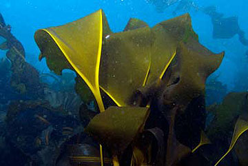jpg Golden V kelp