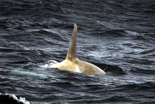 Rare White Killer Whale Spotted in Alaskan Waters