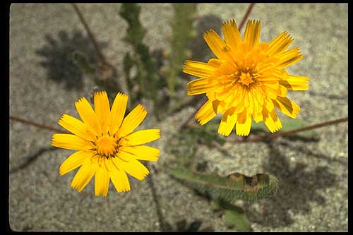 jpg Hairy catsear is an invasive plant 