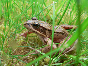 jpg redlegged frog