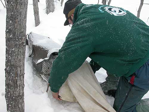 jpg Preparing to release a snowshoe hare from a live trap near the Tanana River