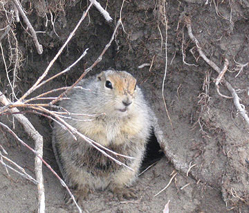 jpg A ground squirrel.