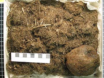 jpg The nest and mummified remains of a ground squirrel that lived in Alaska about 20,000 years ago.