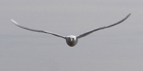 jpg A glaucous gull summering on Alaska's North Slope.