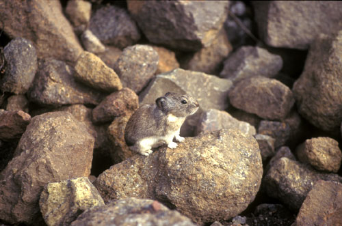 jpg Pika Photo by Link Olson