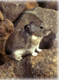 Pikas love cold