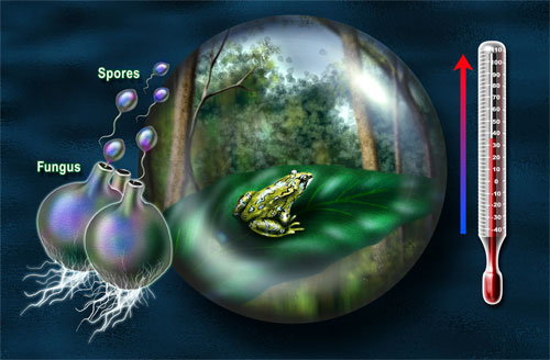 jpg Earth's warming climate is contributing to an infection responsible for tropical frog extinctions.