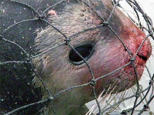 jpg Seal Captured Near Yakutat Found To Have Hair Loss and Skin Sore Disease