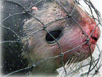 Seal Captured Near Yakutat Found To Have Hair Loss and Skin Sore Disease