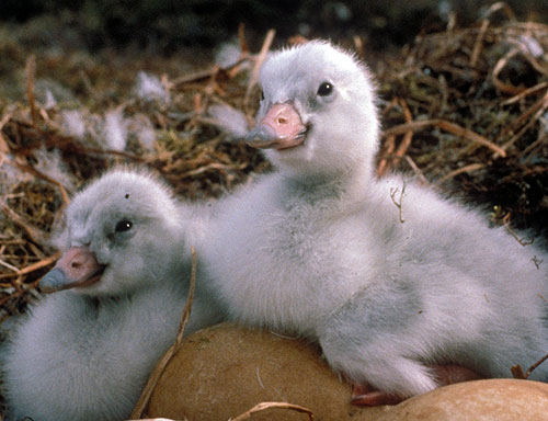 jpg Tundra swans like these Southwest Alaska hatchlings and other birds might be using their noses to process more of their worlds than biologists previously thought. Photo by Craig Ely